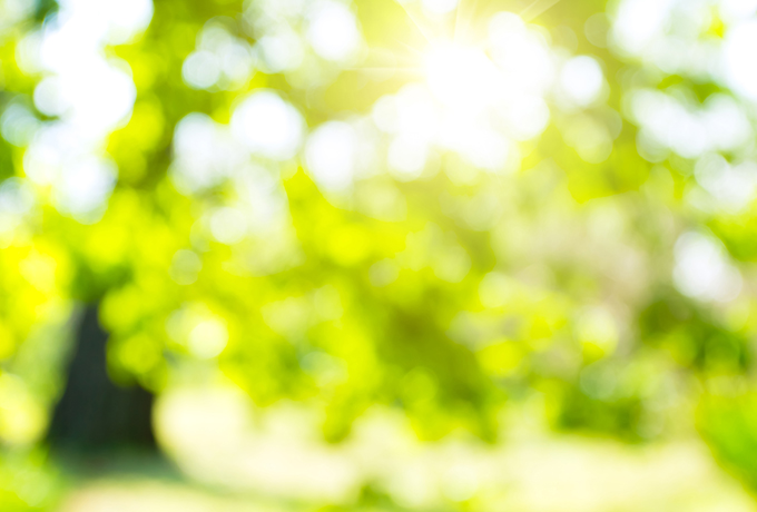 Abstract image of blurred trees