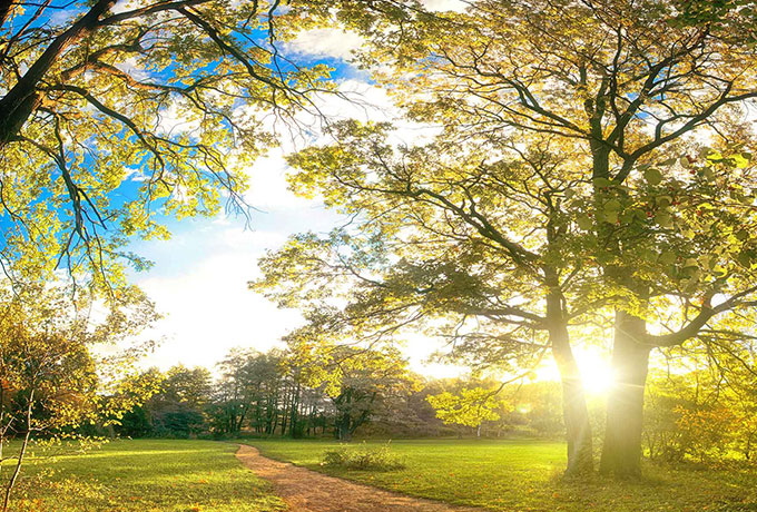 Mental Health Week picture of trees